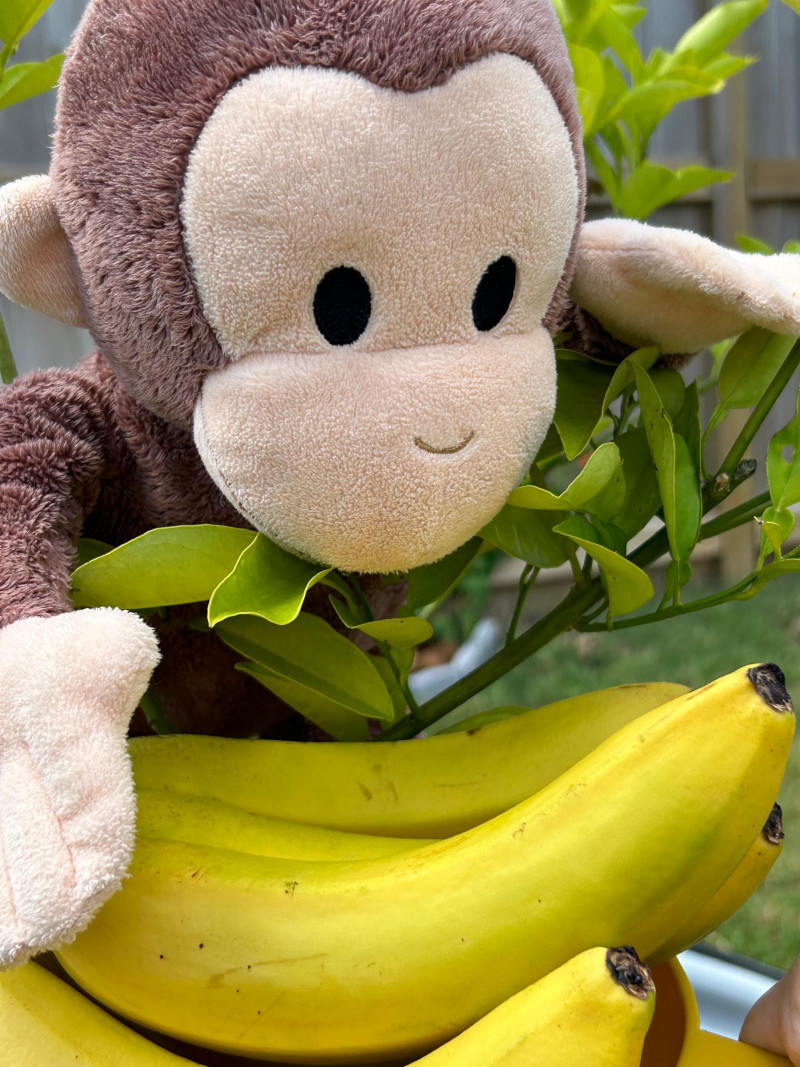 20240605GeorgeBananas800X1067
